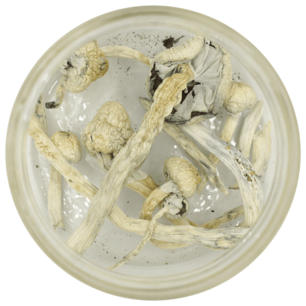 Great White Monster Cubensis | Coast to Coast Medicinals Canada