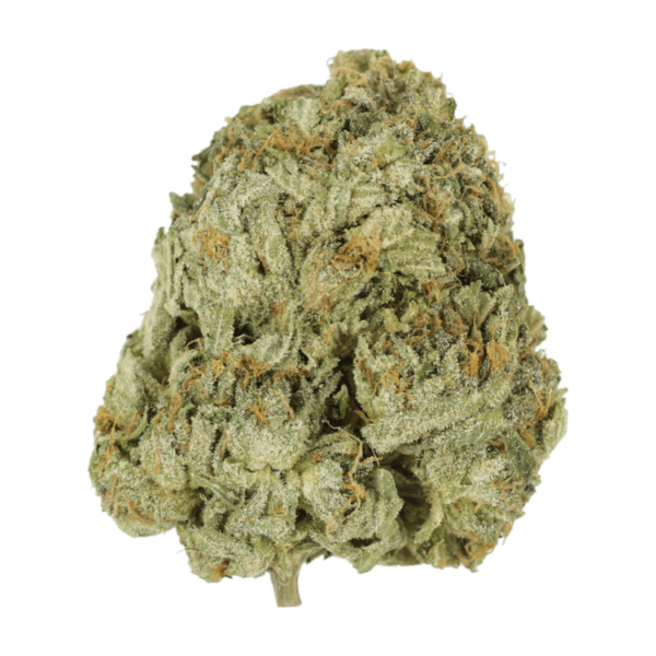 Godzilla Glue | Coast to Coast Medicinals Canada