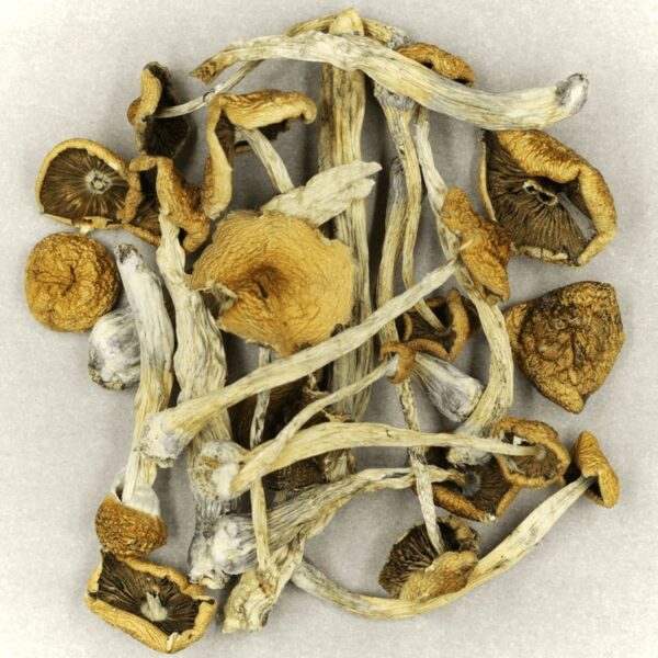 Psilocybe Cubensis Mexicana | Coast to Coast Medicinals Canada