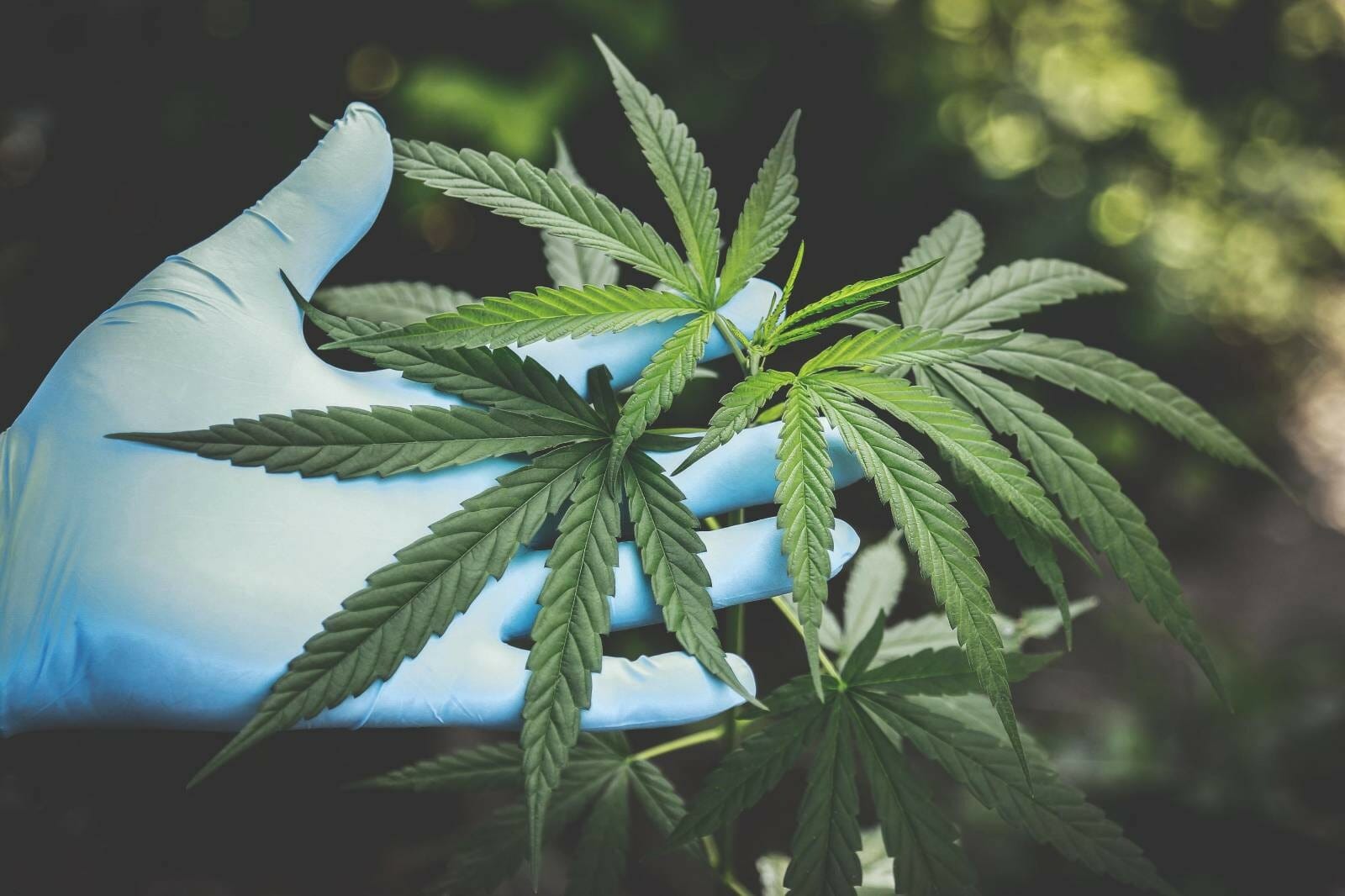 | Coast to Coast Medicinals Canada Buy cannabis Online Grasslife | Coast to Coast Medicinals Canada